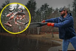 Why are states unleashing millions of these fish?